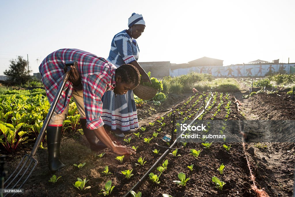 Urban Farming Initiative